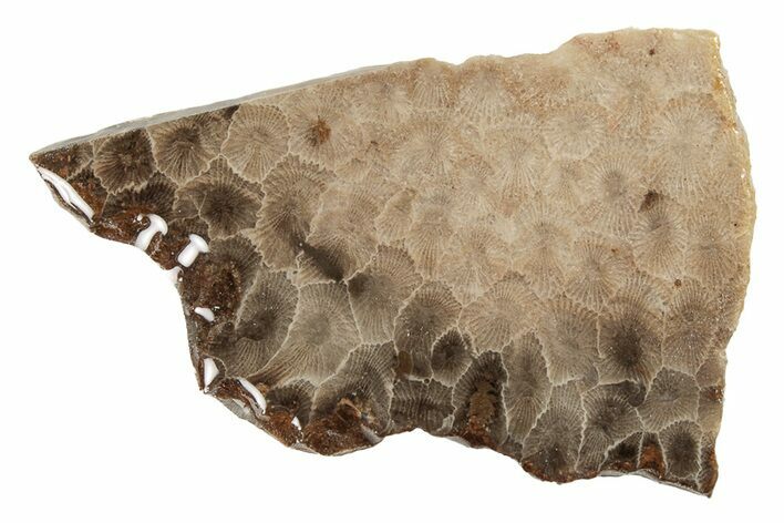 Polished Petoskey Stone (Fossil Coral) Slab - Michigan #204815